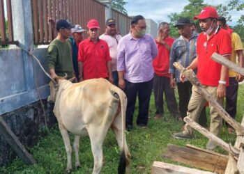 Obati Ternak Idap PMK Di Aceh Jaya,  PDIP Aceh Laksanakan Bakti Sosial