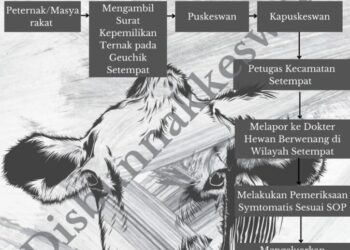 Hewan Ternak Meugang Dan Kurban Diharuskan Miliki Surat Bebas PMK, Ini Tahapan Pengurusannya