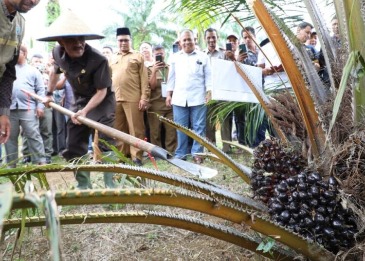 Bupati Aceh Utara Panen Perdana Sawit Program PSR Di Sido Mulyo