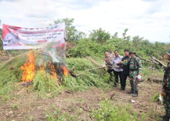 Ditresnarkoba Polda Aceh Musnahkan Ladang Ganja Seluas 5,3 Hektar Di Lamteuba