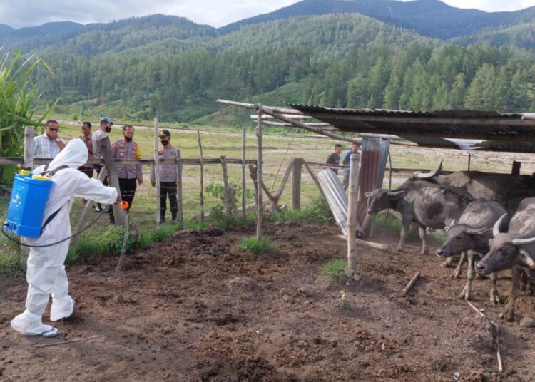 Kasus Aktif PMK Aceh Kembali Berkurang 14,51 Persen