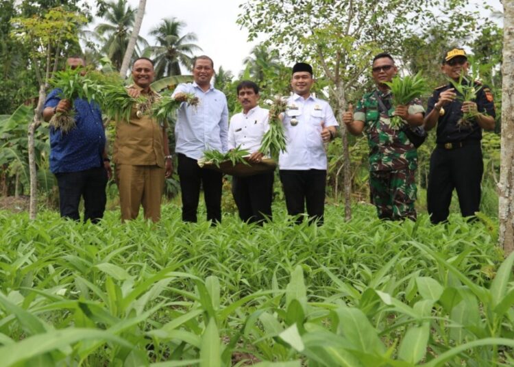 Pj Wali Kota Bersama Ketua DPRK Lhokseumawe Panen Kangkung Perdana Swadaya Masyarakat