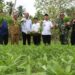 Pj Wali Kota Bersama Ketua DPRK Lhokseumawe Panen Kangkung Perdana Swadaya Masyarakat