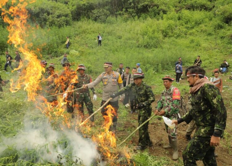 BNN RI Musnahkan 4 Hektare Ladang Ganja di Mandailing Natal