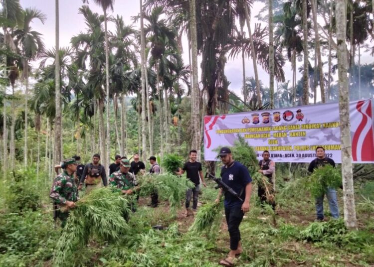 Tim Gabungan Musnahkan Tiga Hektare Ladang Ganja di Kecamatan Sawang Aceh Utara