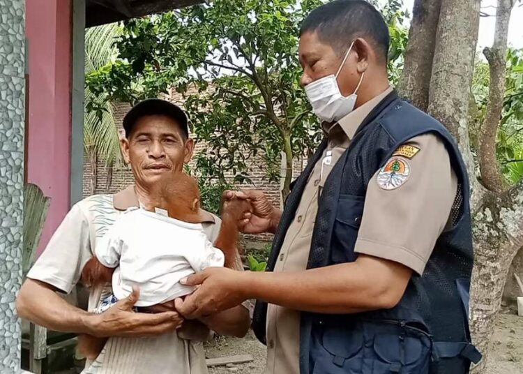 Warga Langkahan Serahkan Orangutan ke BKSDA Aceh