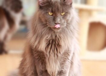 Obama Cattery : Breeder Kucing Ras Mainecoon Import dari Russia