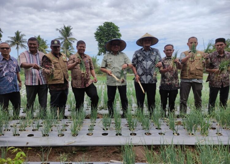 Pj Bupati Aceh Utara Lakukan Panen Perdana Bawang Merah di Sawang