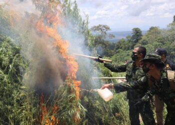 BNN Musnahkan 2 Hektare Ladang Ganja di Aceh Besar