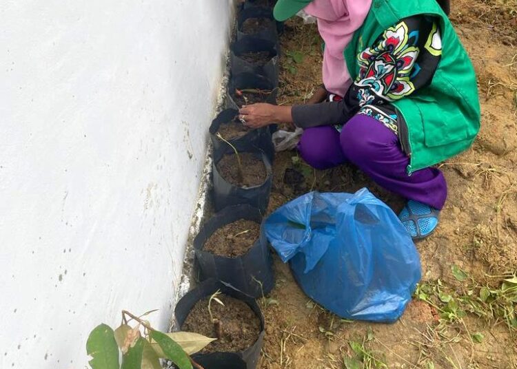 Mahasiswa KKN UNIMAL Gunakan POC untuk Pembibitan Durian di Seuneubok Drien