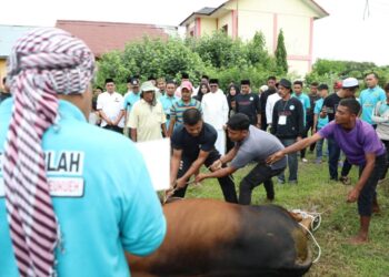 Tahun Ini, Pemkab Aceh Utara Salurkan 24 Hewan Kurban ke Dayah dan Gampong