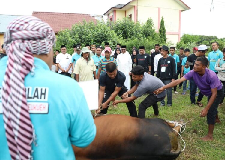 Tahun Ini, Pemkab Aceh Utara Salurkan 24 Hewan Kurban ke Dayah dan Gampong