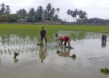 Turun ke Sawah Warga Tanah Pasir, Prajurit TNI ini Rela Berlumur Lumpur