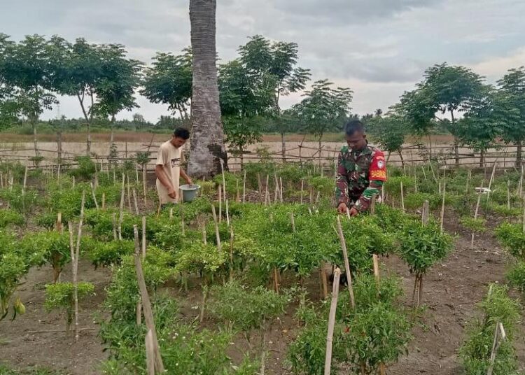 Panen Cabai dan Terong, Babinsa Koramil Tanah Pasir Ini Turun Langsung Membantu Petani