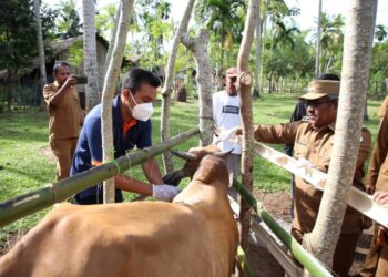 Monitoring Pengendalian Inflasi, Pj Bupati Aceh Utara Tinjau Vaksinasi Sapi dan Budidaya Ayam Petelur