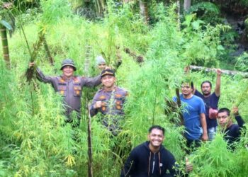 Polisi Musnahkan 5 Hektare Ladang Ganja di Aceh Utara