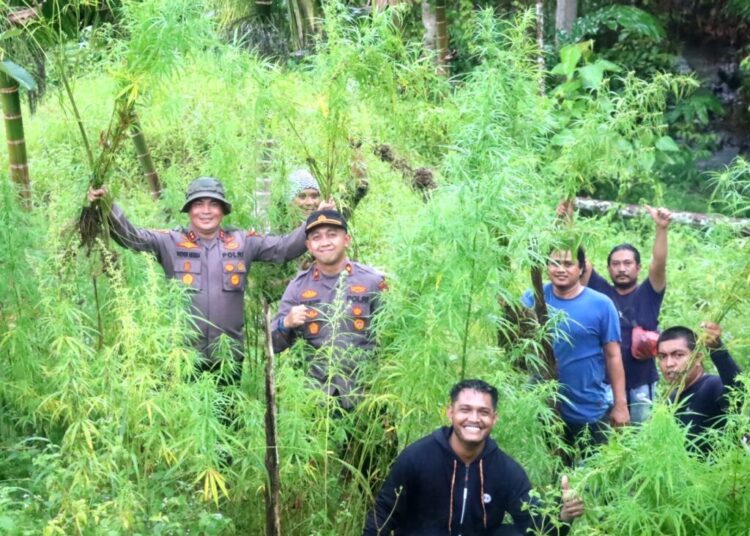 Polisi Musnahkan 5 Hektare Ladang Ganja di Aceh Utara