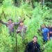 Polisi Musnahkan 5 Hektare Ladang Ganja di Aceh Utara