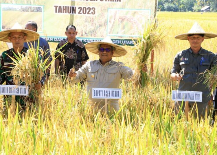 Panen Padi di Paya Bakong, Pj Bupati Mahyuzar Sebut Aceh Utara Bisa Swasembada Beras