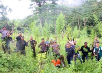Polres Aceh Utara Kembali Musnahkan Ladang Ganja di Sawang