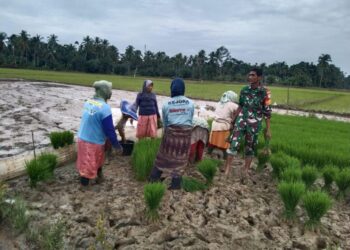 Babinsa Kodim 0103/Aceh Utara Bantu Petani Tanam Padi di Meurah Mulia