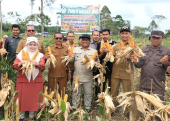 Panen Jagung Pipil Kering di Kuta Makmur, Pj Bupati: Salah Satu Upaya Pengendalian Inflasi