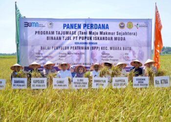 Dukung Ketahanan Pangan Nasional, PT PIM Panen Padi Perdana di Aceh Utara