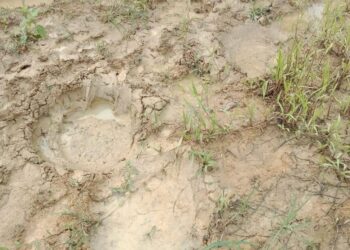 Jejak Gajah di Sarah Raja, Aceh Utara. Foto: Dok. LPLHa