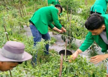 Panen Cabai Aceh Utara