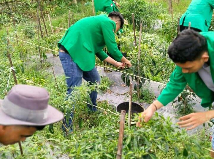 Panen Cabai Aceh Utara