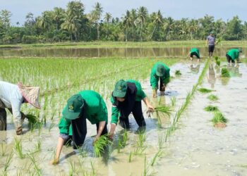 Wujudkan Ketahanan Pangan, Mahasiswa KKN Unimal Kelompok 49 Bantu Petani Tanam Padi