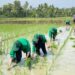 Wujudkan Ketahanan Pangan, Mahasiswa KKN Unimal Kelompok 49 Bantu Petani Tanam Padi