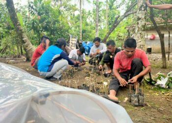 Setek Pohon Durian Unggulan