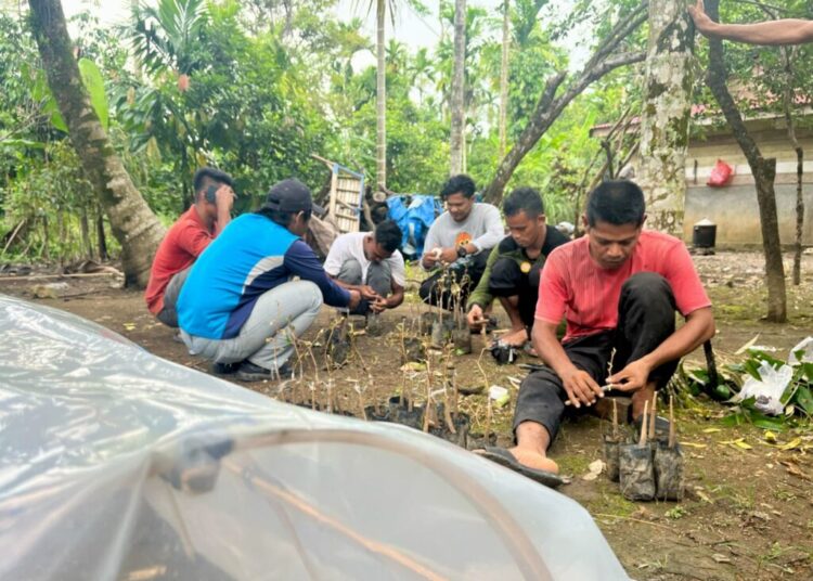 Setek Pohon Durian Unggulan