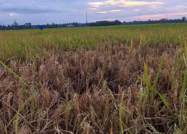 Kondisi tanaman padi yang diserang hama Wereng batang coklat (WBC) di Kecamatan Cot Girek, Kabupaten Aceh Utara