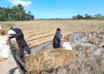 Mahasiswa KPM UIN SUNA Lhokseumawe Kelompok 19 bersama warga Gampong Ie Tarek 1 bergotong royong mempercepat panen padi yang terendam banjir, Senin (1/12)