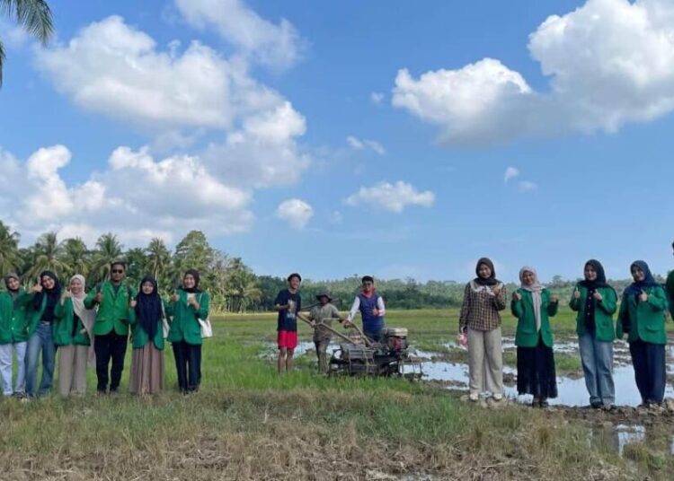 Mahasiswa HIMAGRI Unimal bersama warga Gampong Pulo Iboih, Kuta Makmur, Aceh Utara, memulai pengolahan lahan demplot padi sawah