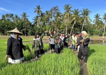Mahasiswa HIMAGRI Unimal menanam padi dengan sistem Jajar Legowo 3:1 di lahan demplot Gampong Pulo Iboih