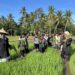 Mahasiswa HIMAGRI Unimal menanam padi dengan sistem Jajar Legowo 3:1 di lahan demplot Gampong Pulo Iboih