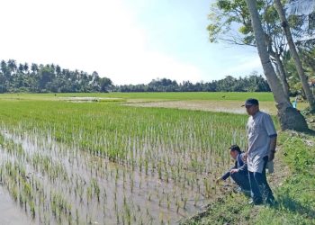 lahan demplot HIMAGRI, Gampong Pulo Iboih, Aceh Utara