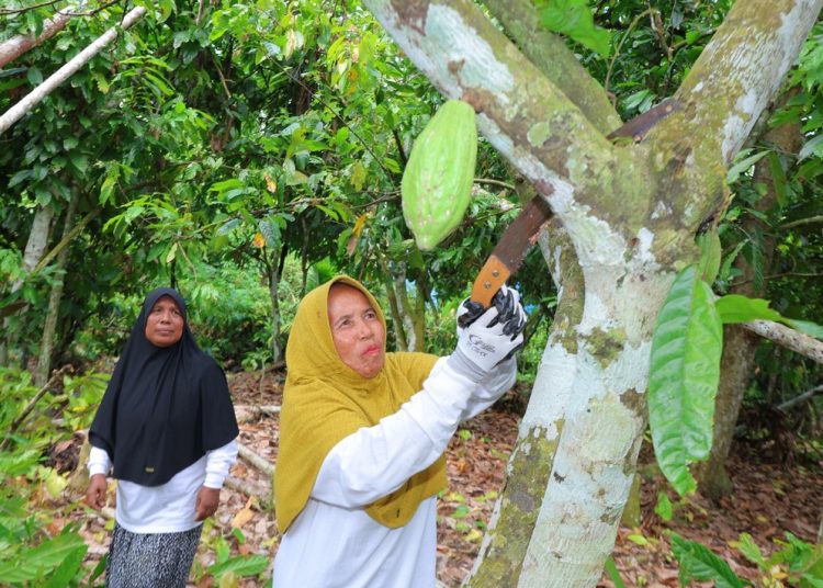 Anggota kelompok Inong Balee saat melakukan perawatan pohon kakao di Paya Bakong, Aceh Utara. Program binaan PHE NSO ini berhasil merestorasi empat hektar lahan kritis perkebunan kakao.