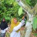 Anggota kelompok Inong Balee saat melakukan perawatan pohon kakao di Paya Bakong, Aceh Utara. Program binaan PHE NSO ini berhasil merestorasi empat hektar lahan kritis perkebunan kakao.