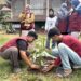 Mahasiswa Kelompok 52 KKN Universitas Malikussaleh melakukan penanaman pohon di area Meunasah Gampong Meuria, Kuta Makmur, Aceh Utara